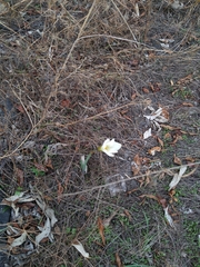 Zephyranthes alba