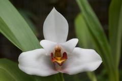 Maxillaria lehmannii