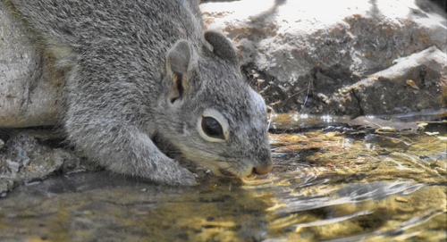 Arizona Gray Squirrel, Patagonia, AZ  85624, Patagonia, AZ, US, photo 6 of 10