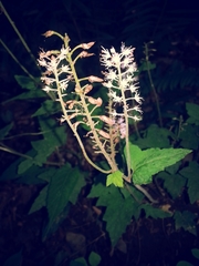 Tiarella nautila
