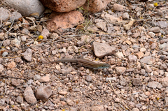 Aspidoscelis uniparens