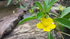 Ludwigia hexapetala