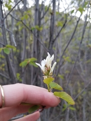 Amelanchier cusickii
