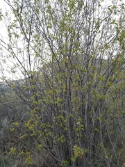 Amelanchier cusickii