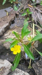 Ludwigia hexapetala