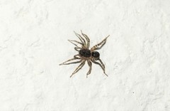 Paratrochosina amica