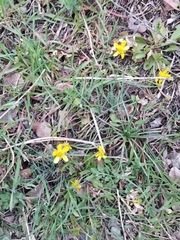 Ranunculus glaberrimus