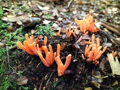 Clavulinopsis sulcata