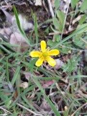 Ranunculus glaberrimus