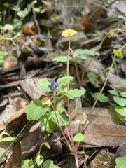 Scutellaria tuberosa