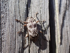 Astylopsis arcuata