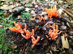 Clavulinopsis sulcata