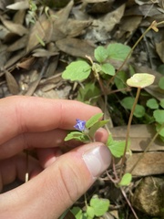 Scutellaria tuberosa
