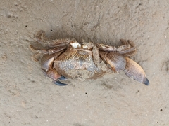 Myomenippe hardwickii