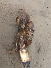 Myomenippe hardwickii