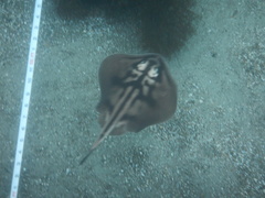 Urolophus cruciatus