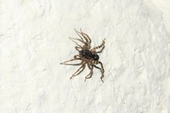 Paratrochosina amica