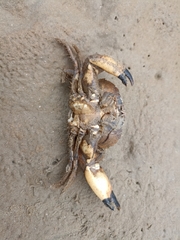 Myomenippe hardwickii