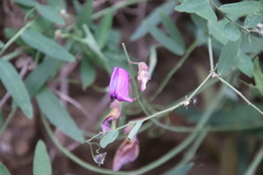 Lathyrus vestitus alefeldii