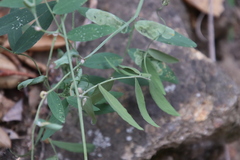 Lathyrus vestitus alefeldii
