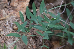 Lathyrus vestitus alefeldii