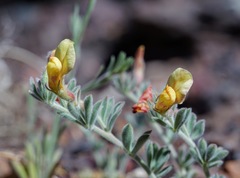 Acmispon neomexicanus
