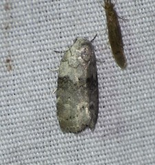 Polygrammate cadburyi