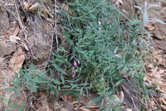 Lathyrus vestitus alefeldii
