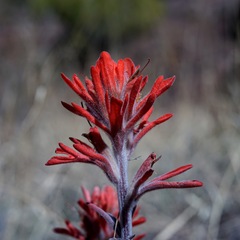 Castilleja lanata