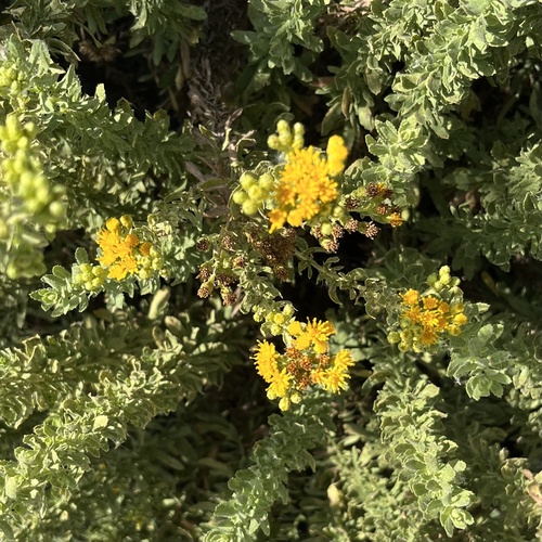 iNaturalist observation photo of Coastal Goldenbush