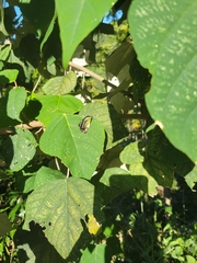 Delias hyparete luzonensis