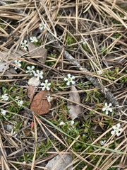 Pyxidanthera barbulata
