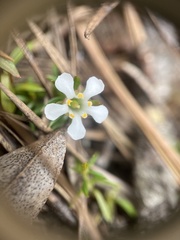 Pyxidanthera barbulata