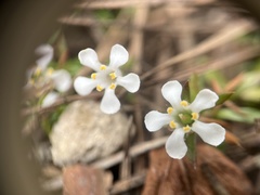 Pyxidanthera barbulata