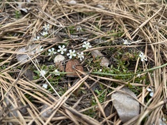 Pyxidanthera barbulata