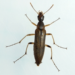Cephaloon lepturides