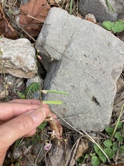 Coursetia glandulosa