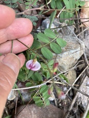 Coursetia glandulosa