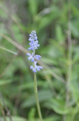 Salvia farinacea