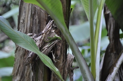Anolis viridius