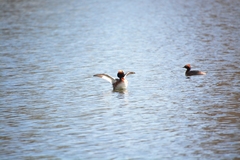 Podiceps auritus