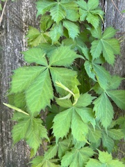 Parthenocissus quinquefolia