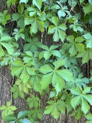 Parthenocissus quinquefolia