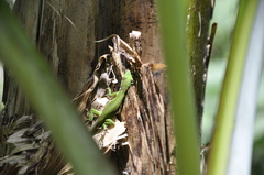 Anolis viridius