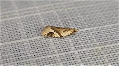 Euphona euphona