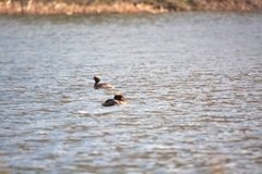Podiceps auritus