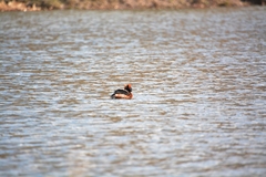 Podiceps auritus