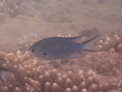 Neopomacentrus filamentosus