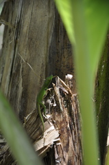 Anolis viridius