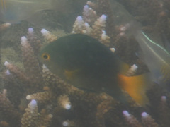 Pomacentrus flavioculus
